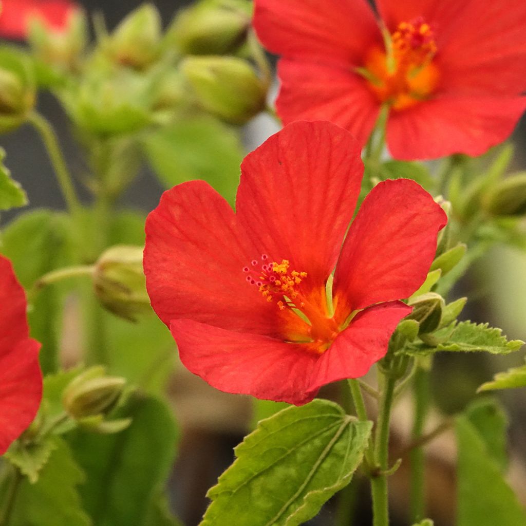 Pavonia Flamboyant - Pavonie