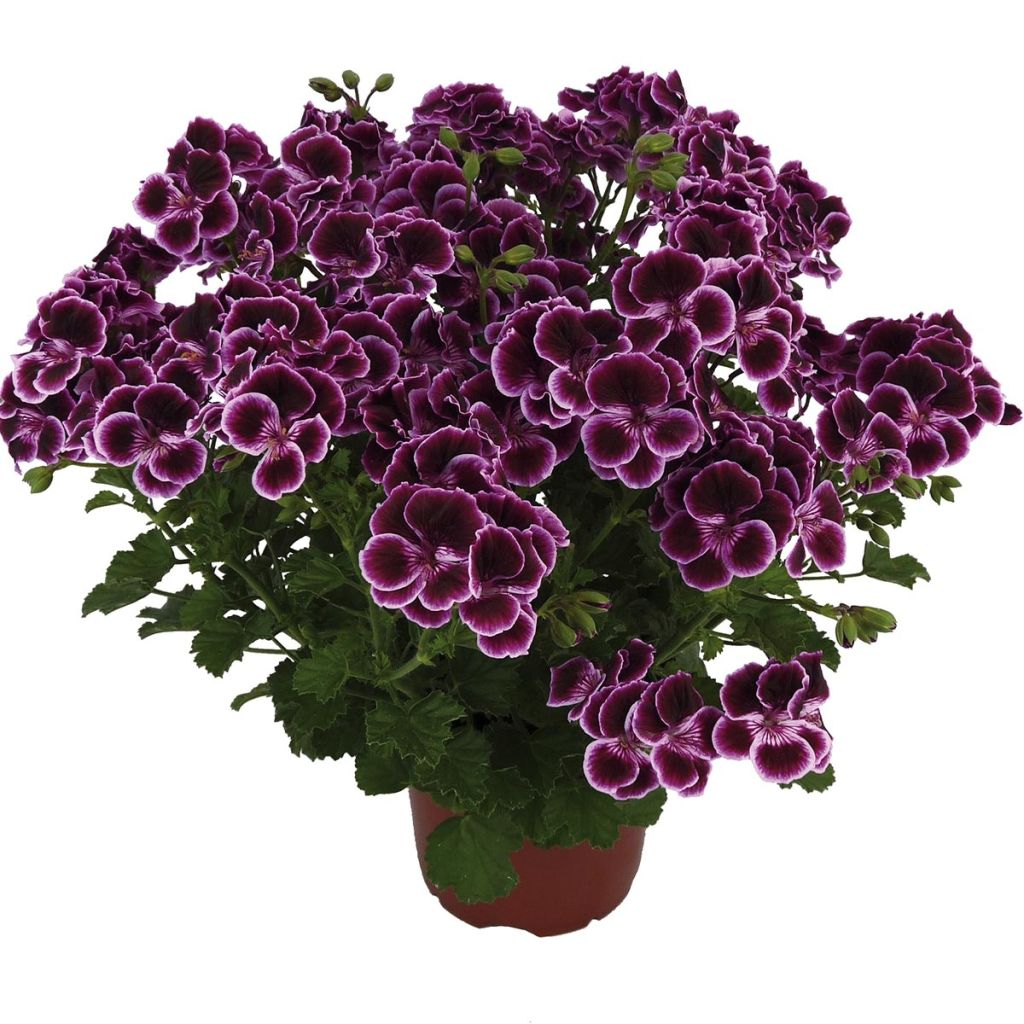 Pelargonium - Géranium parfumé Mosquitaway Megan