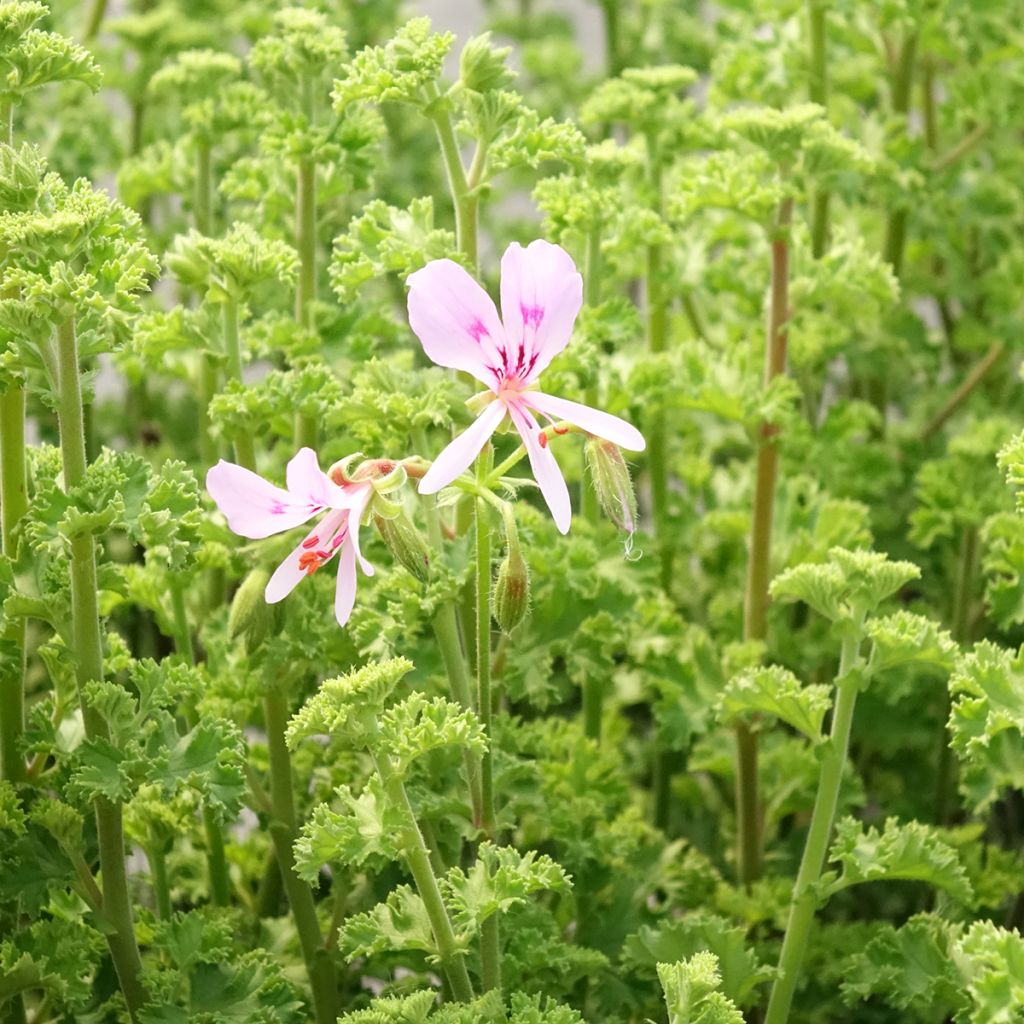 Pelargonium odorant crispum Minor - Géranium parfum citron