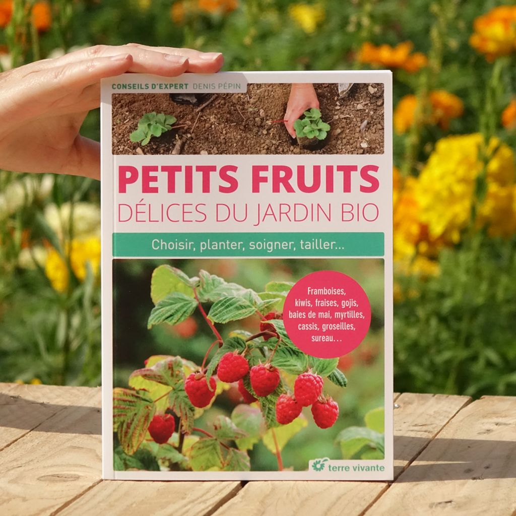 Petits fruits, délices du jardin bio