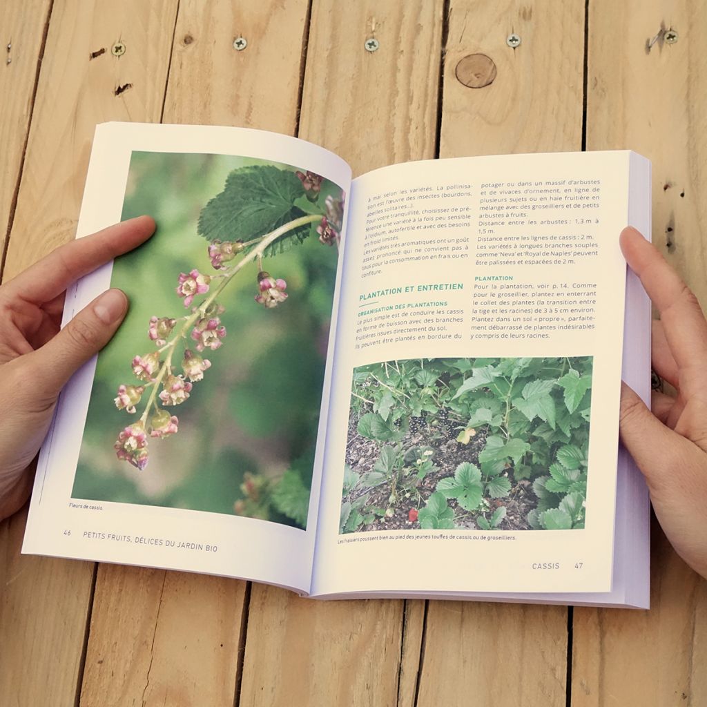 Petits fruits, délices du jardin bio