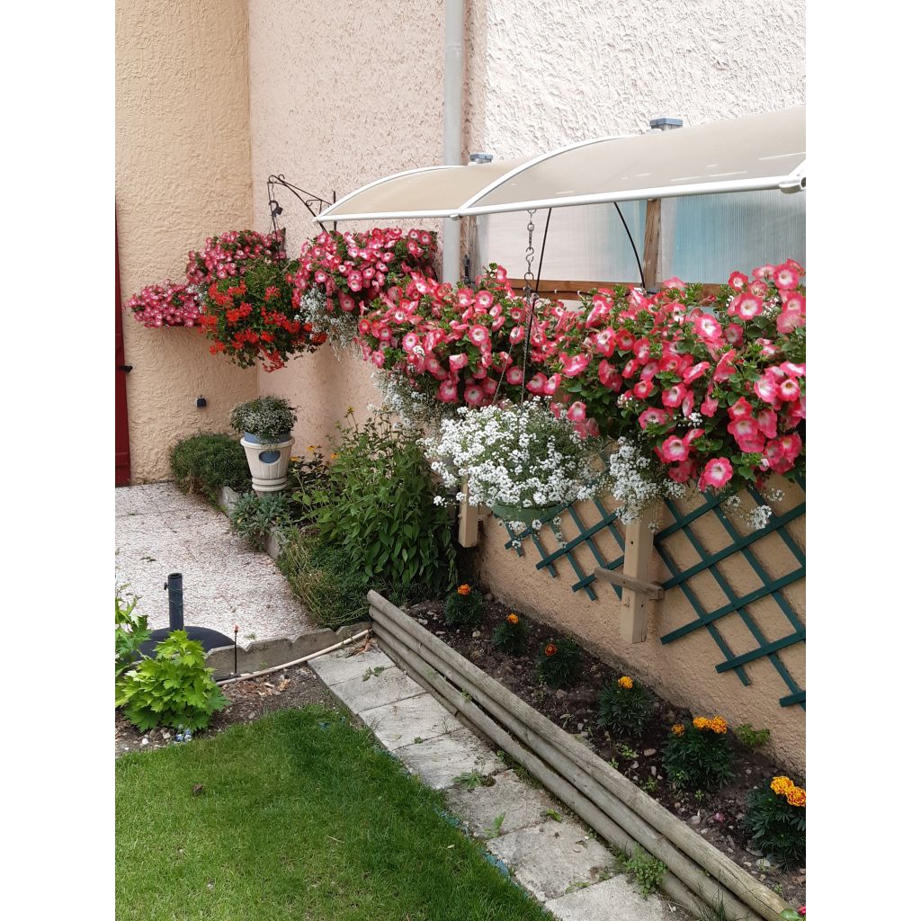 Pétunia Surfinia Coral Morn