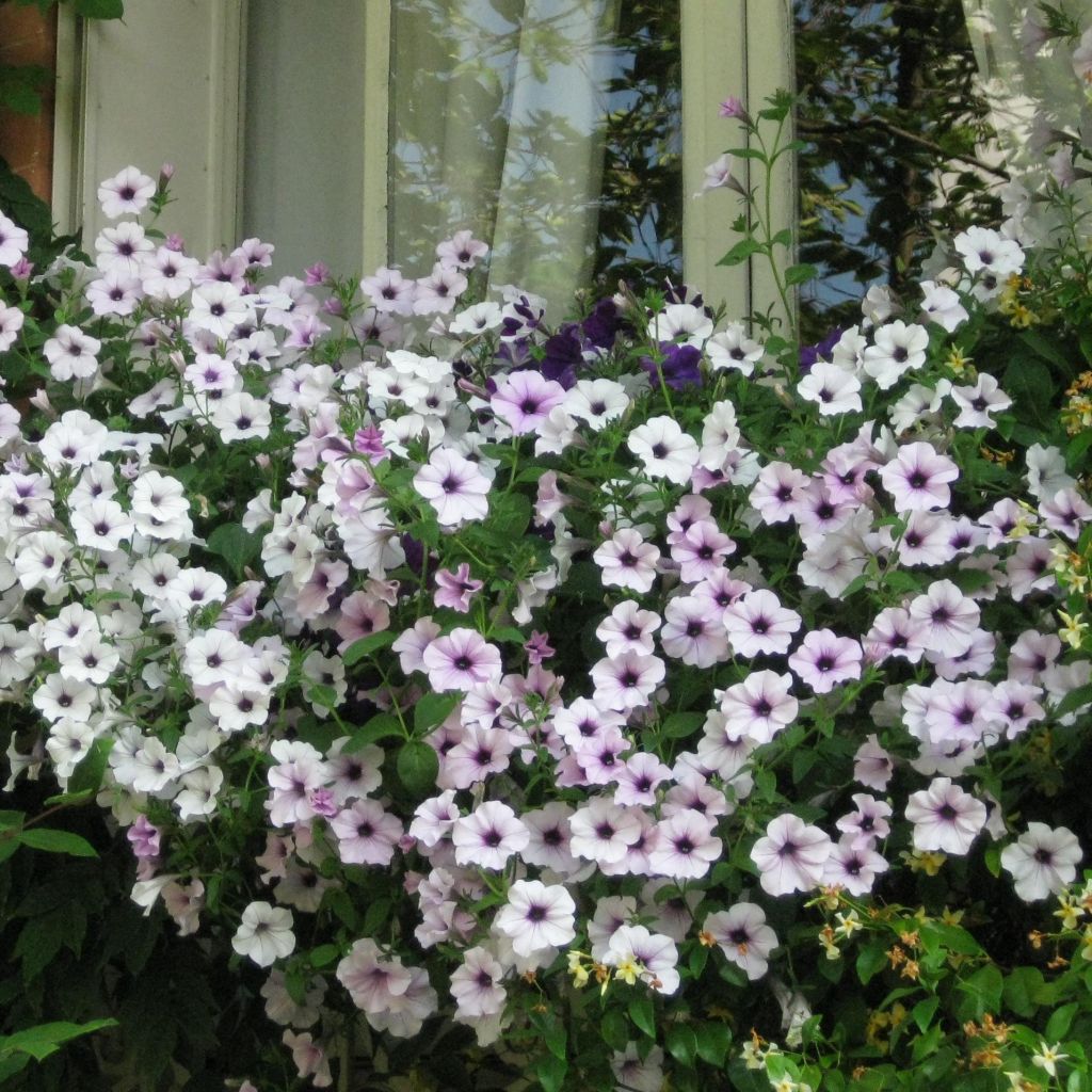Pétunia Tidal Wave F1 Silver