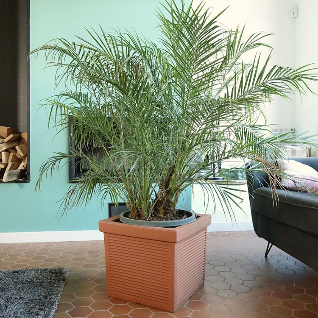 Phoenix roebelinii - palmier dattier nain
