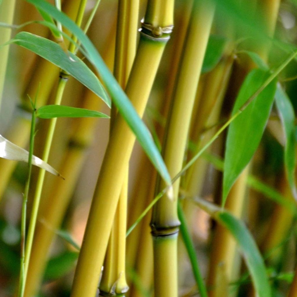 Bambou jaune - Phyllostachys aureosulcata Aureocaulis