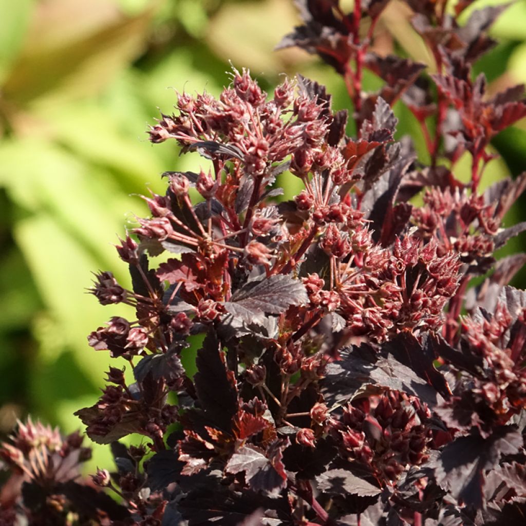 Physocarpus opulifolius Tiny Wine - Physocarpe à feuilles d'obier