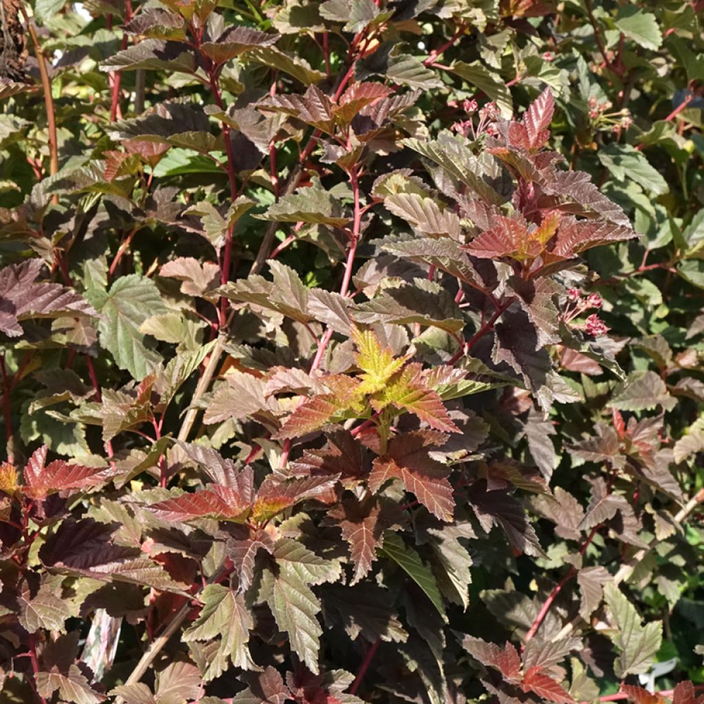 Physocarpus opulifolius Zdechovice - Physocarpe