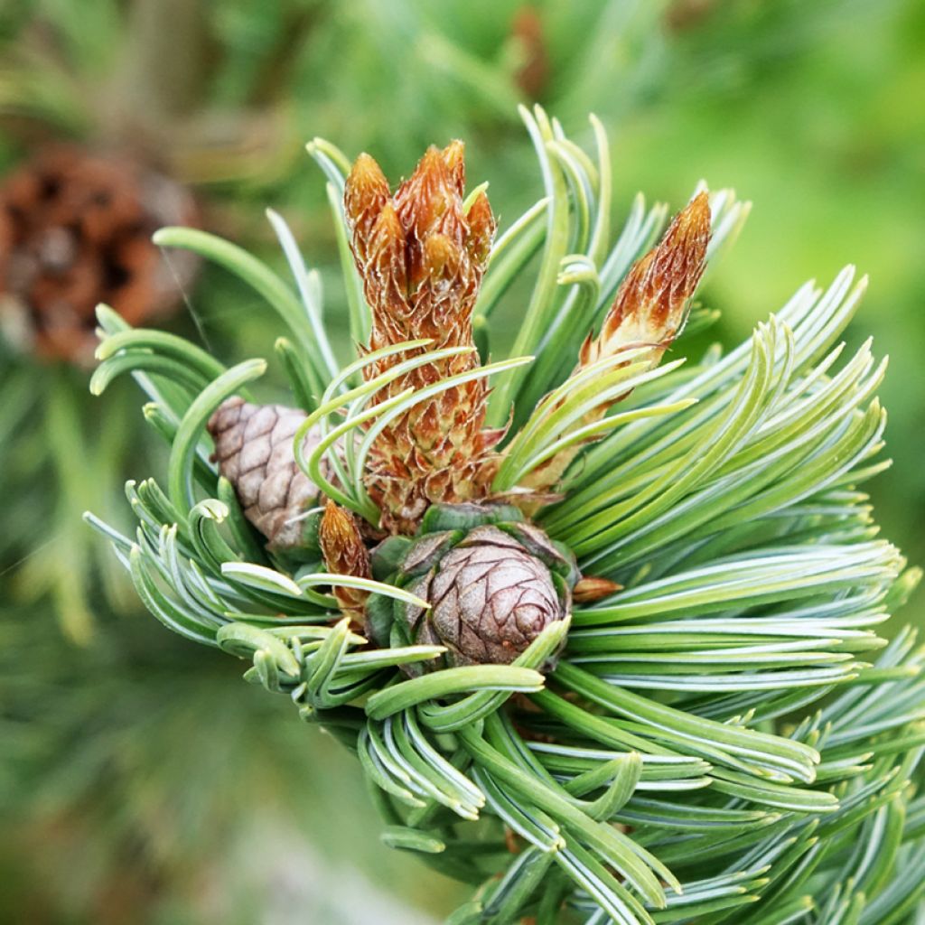 Pin blanc du Japon nain - Pinus parviflora Iribune