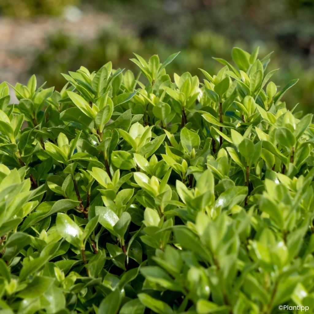 Pittosporum tenuifolium Beach Ball - Pittospore à petites feuilles