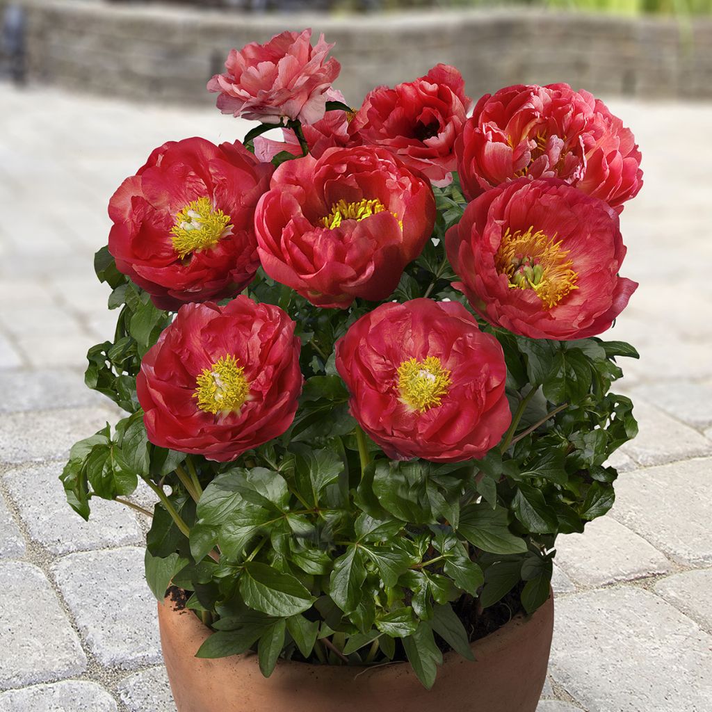 Pivoine naine Patio Peony Moscow