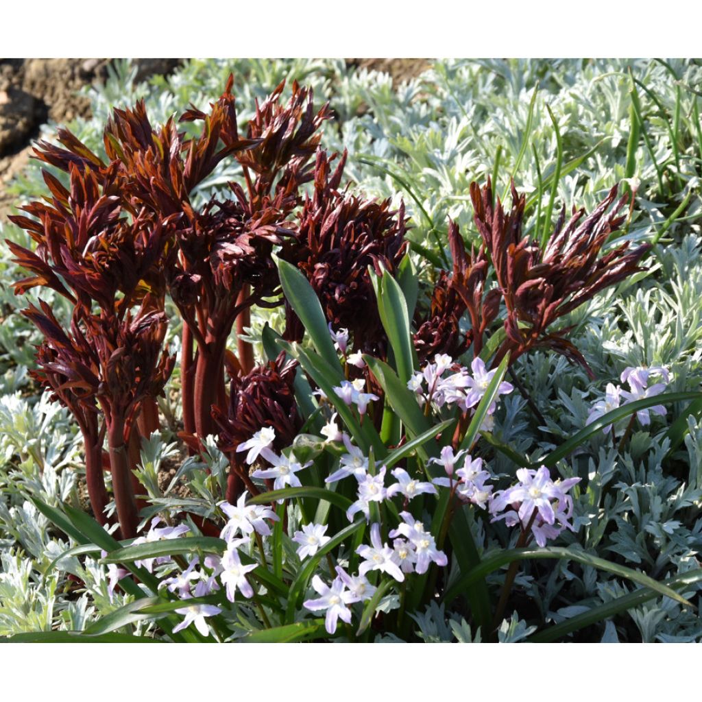Pivoine lactiflora Coral Charm