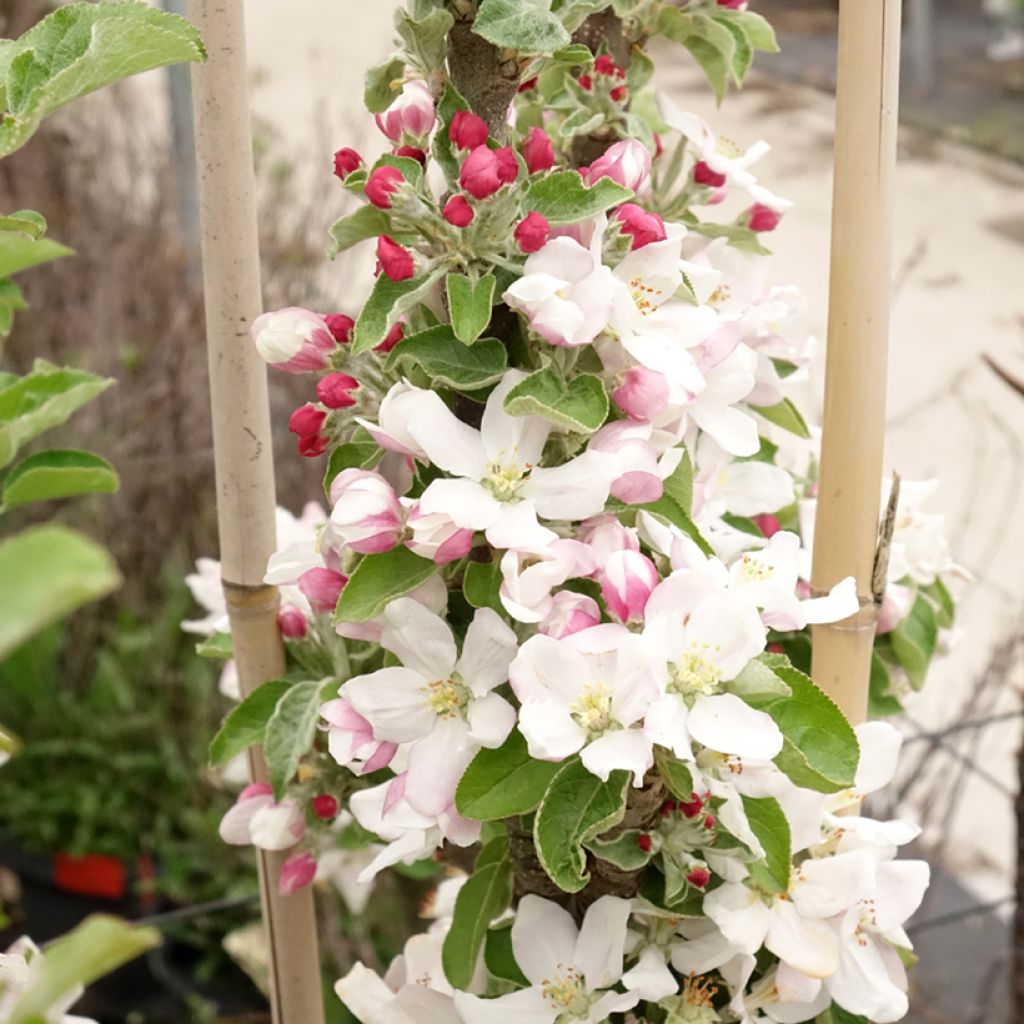 Pommier colonnaire Rhapsodie