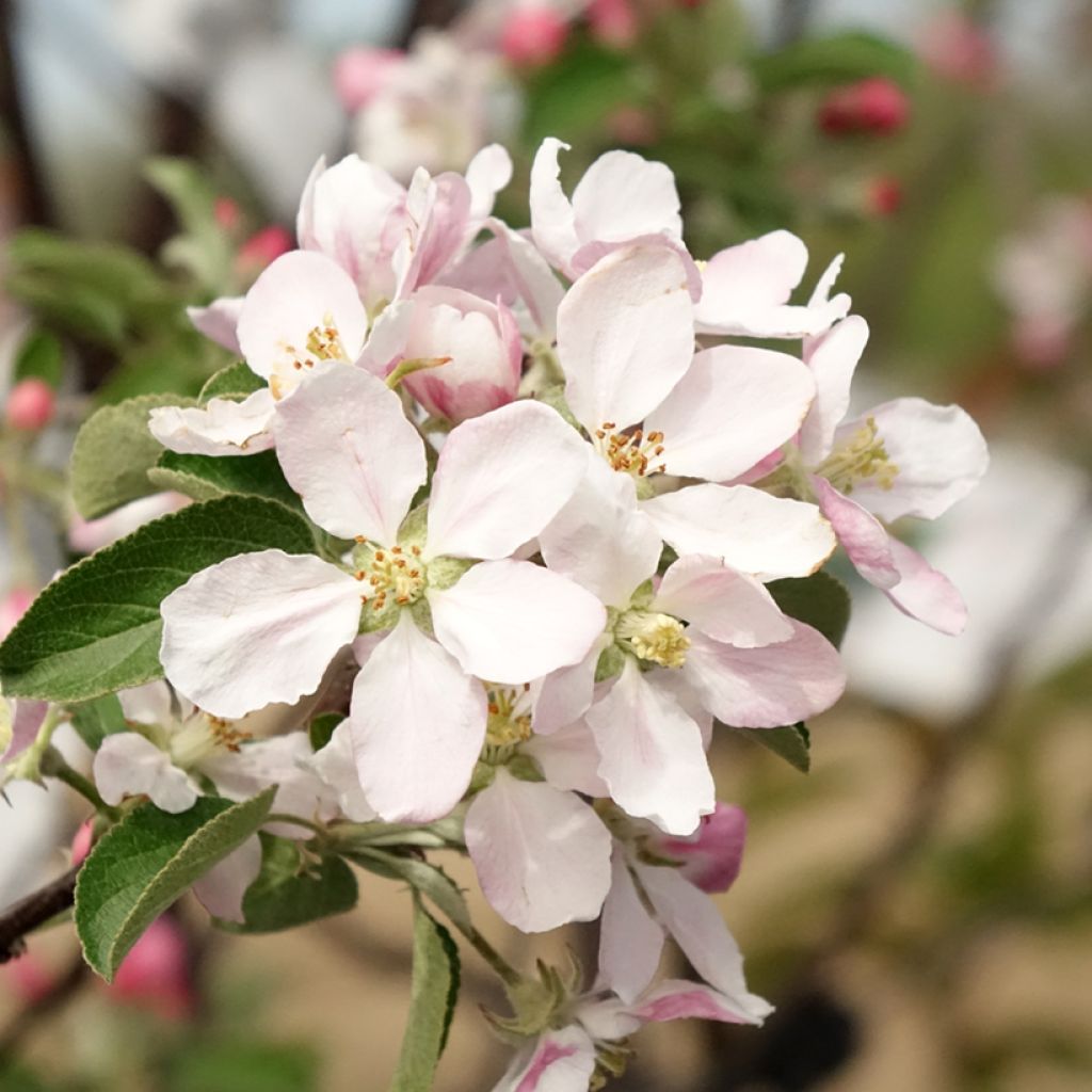 Pommier Reinette de Caux