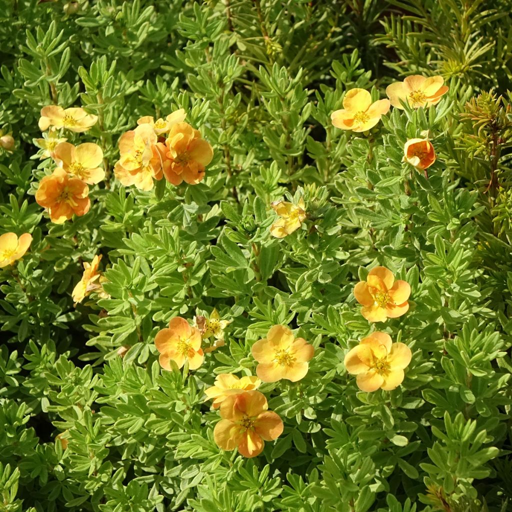 Potentille arbustive Marmalade - Potentilla fruticosa