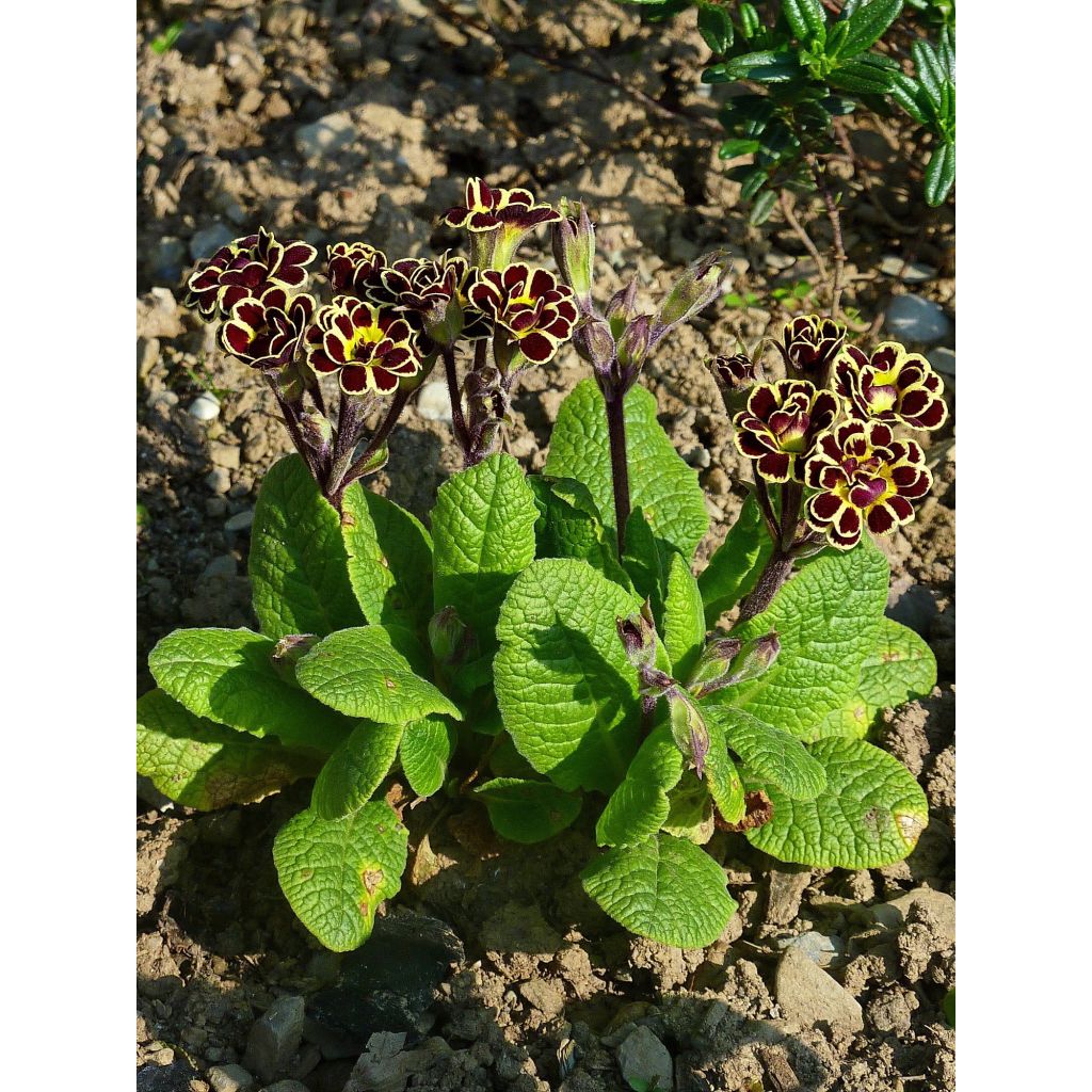 Primevère Elizabeth Killelay