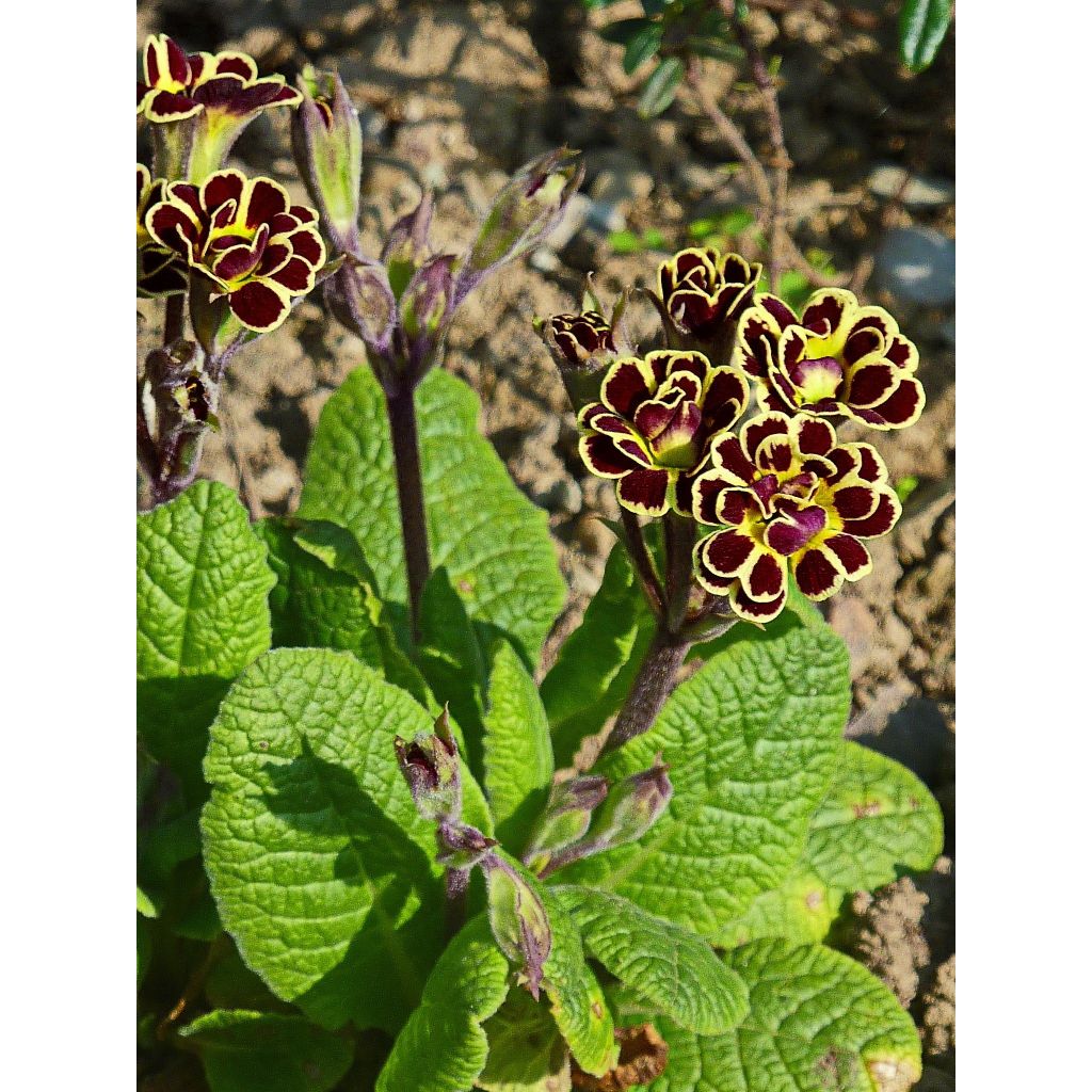 Primevère Elizabeth Killelay