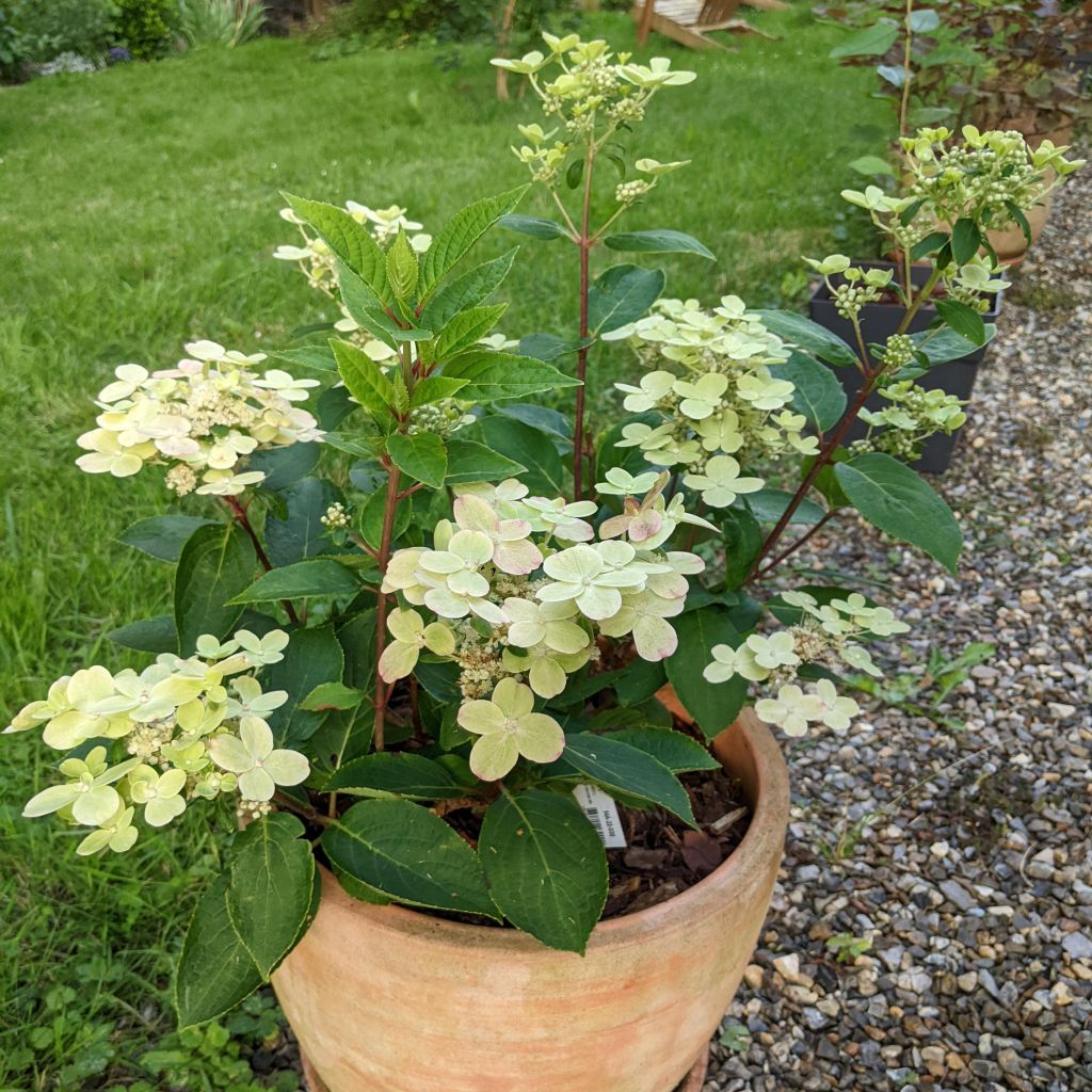 Hydrangea paniculata Polestar - Hortensia paniculé