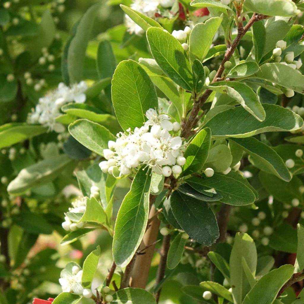 Pyracantha SAPHYR Rouge - Buisson ardent
