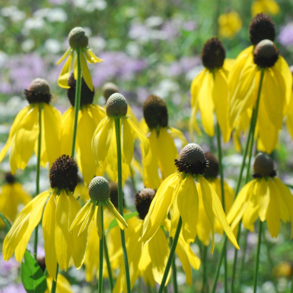 Ratibida pinnata - Vivace