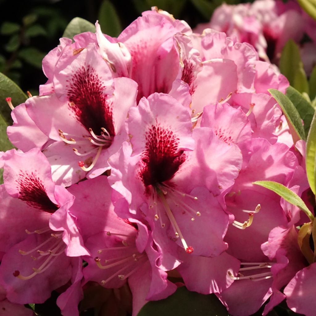 Rhododendron hybride Raphaela