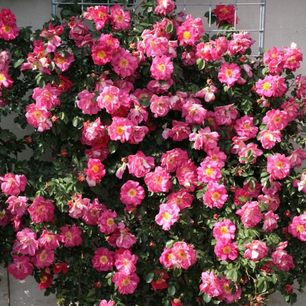 Rosier grimpant Climbing Max Bajazzo®