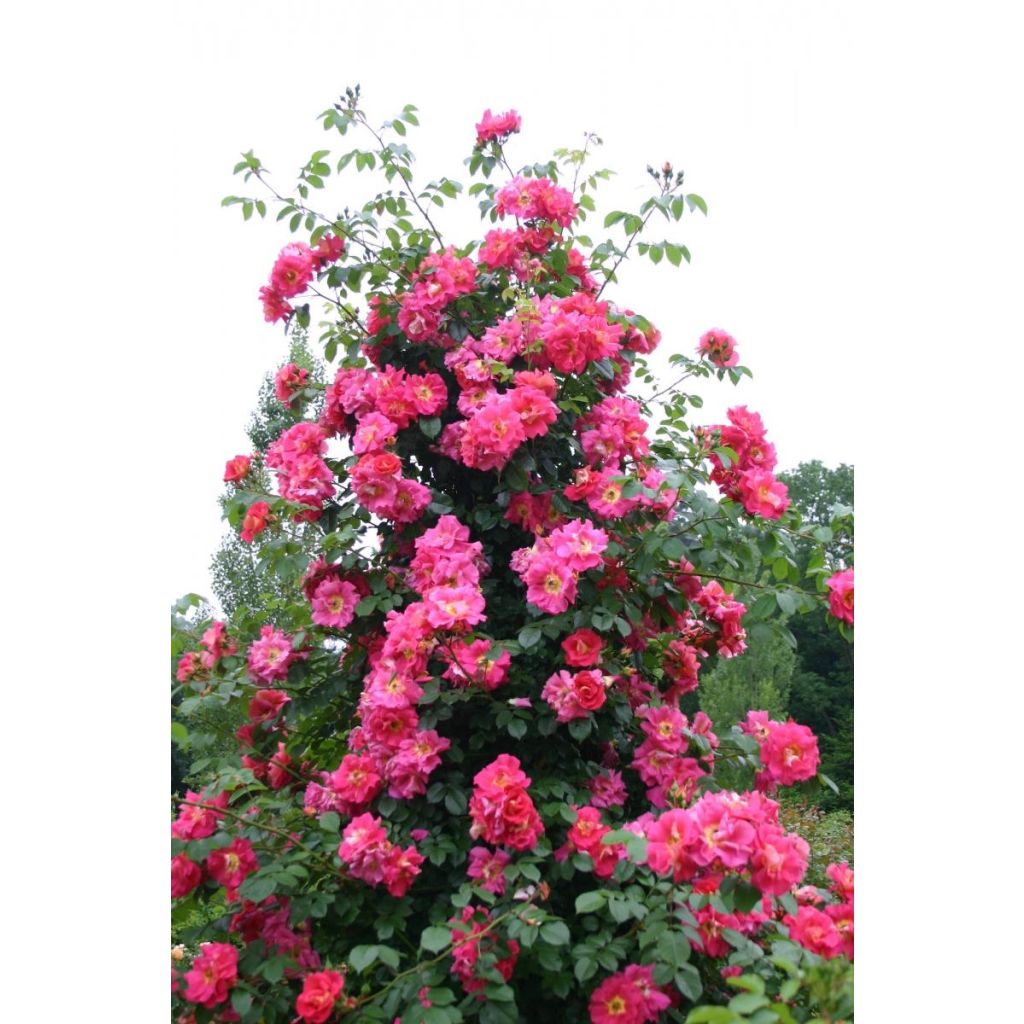 Rosier grimpant Climbing Max Bajazzo®