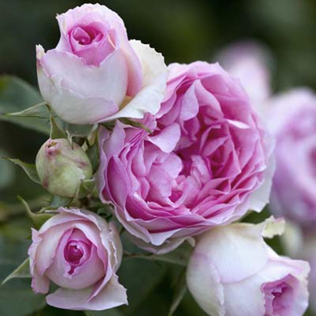 Rosier grimpant Mini Pierre de Ronsard - Mini Eden Rose
