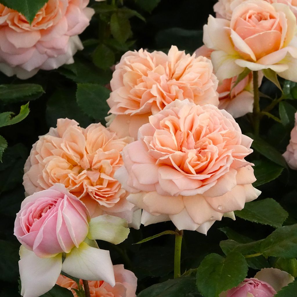 Rosier à fleurs groupées Garden of Roses - Joie de Vivre