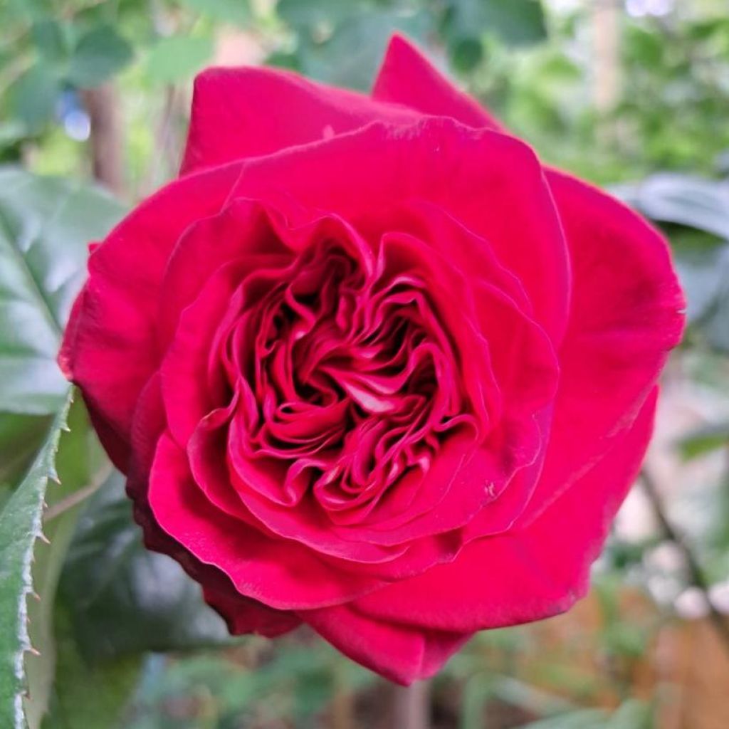 Rosier à grandes fleurs La rose Monsieur