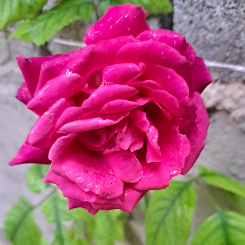 Rosier à grandes fleurs Rose Clos Vougeot