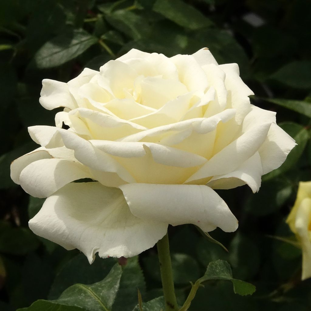 Rosier à grandes fleurs White Symphony