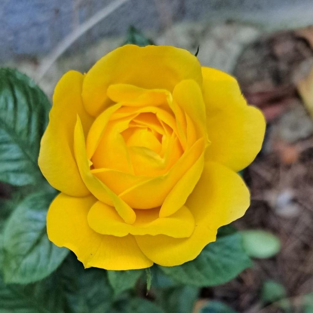 Rosier à massif Arthur Bell