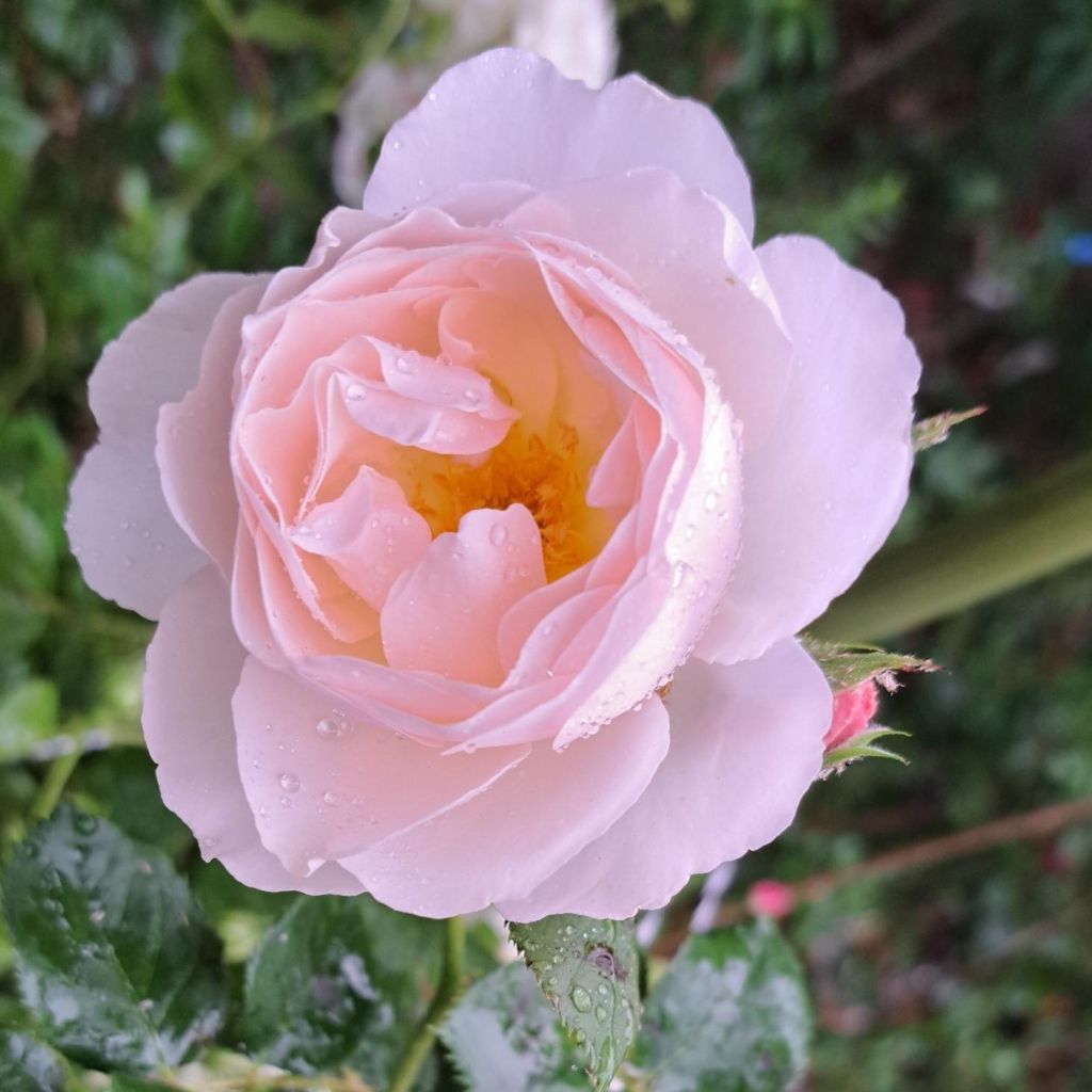 Rosier à massif Pear