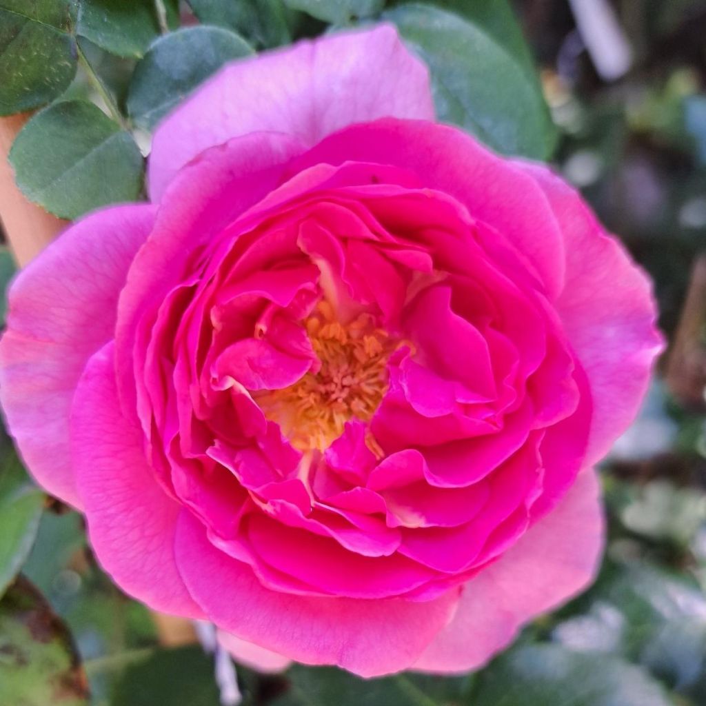 Rosier à massif Renée van Wegberg