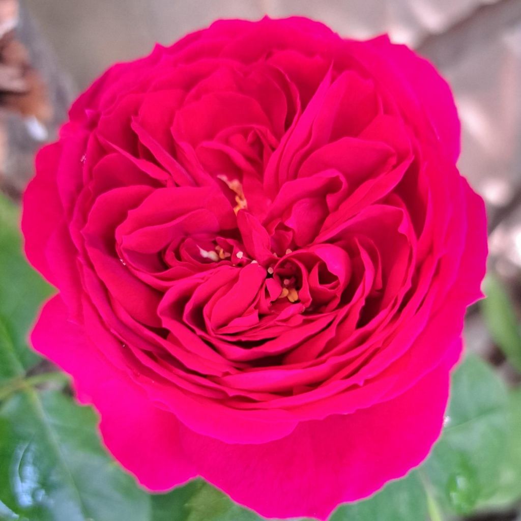 Rosier à massif Sophie Luise