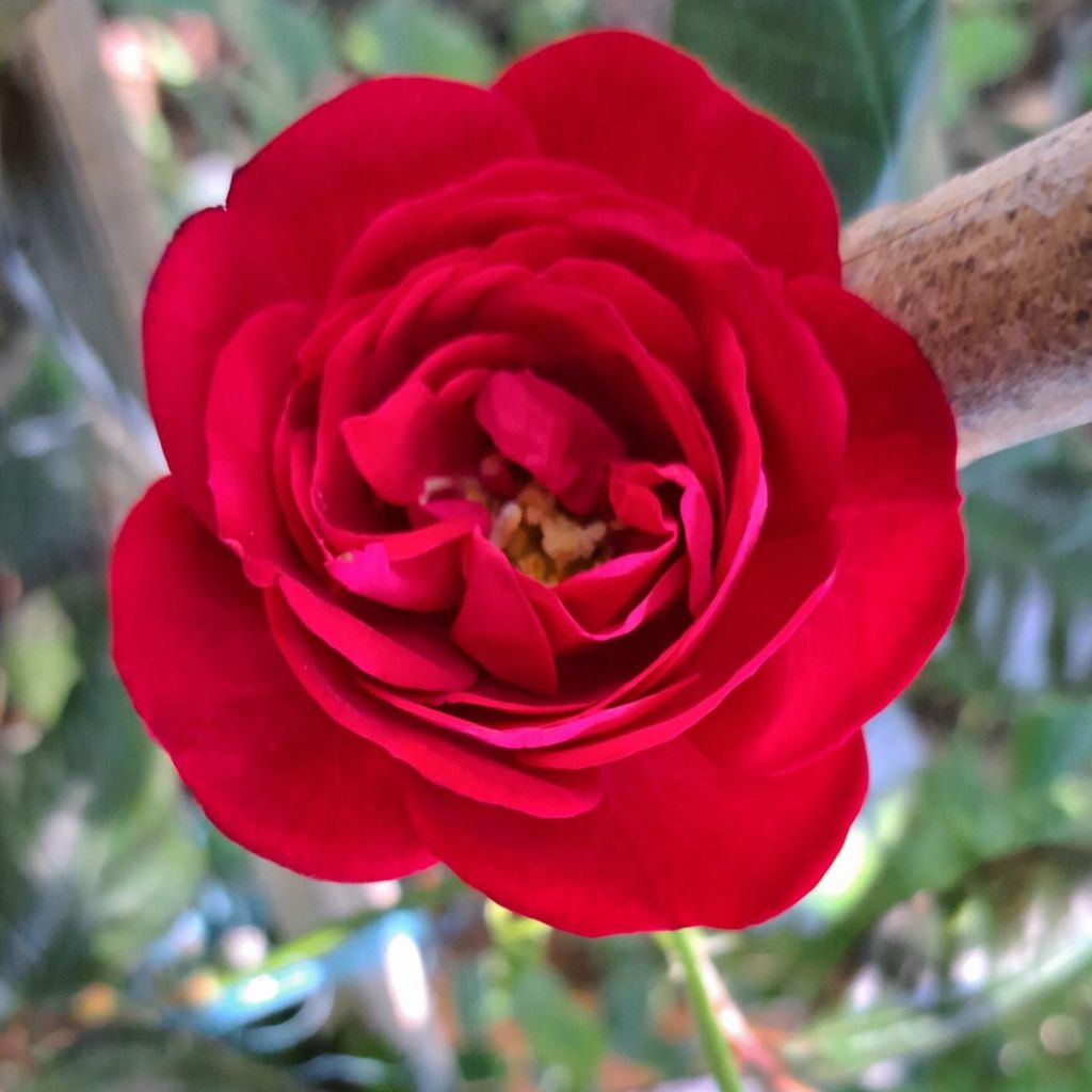 Rosier à massif The Times (Mariandel)