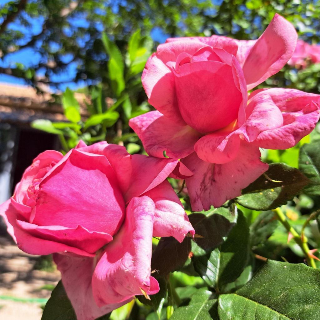 Rosier anglais English Legend Sir Lancelot