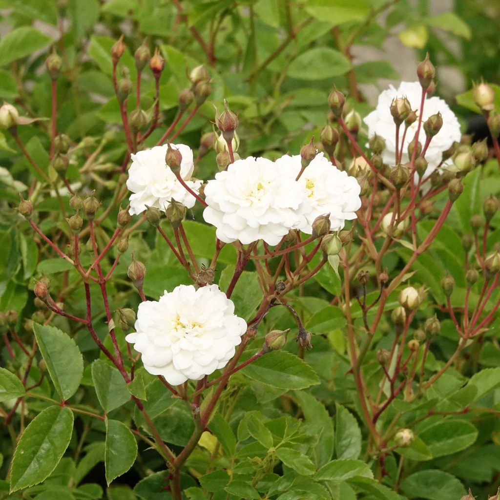 Rosier arbustif Annelies