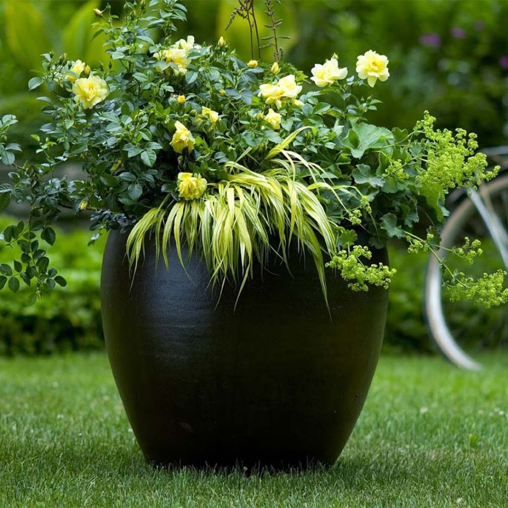 Rosier Décorosiers Suneva 