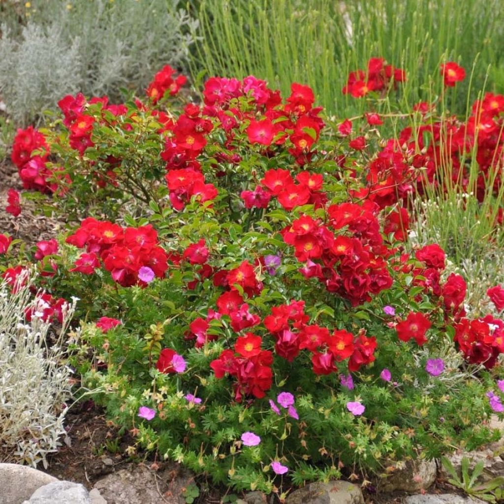 Rosier Décorosiers Vesuvia