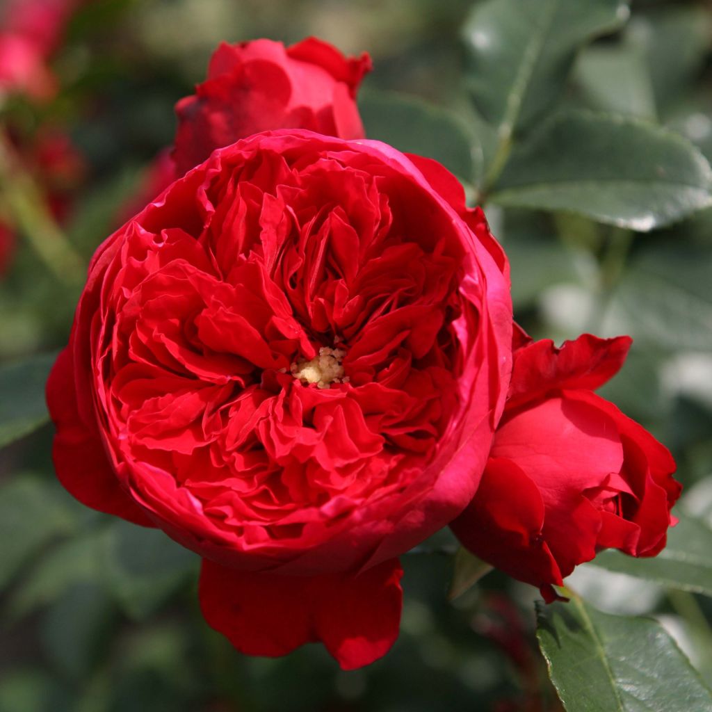 Rosier grimpant Florentina