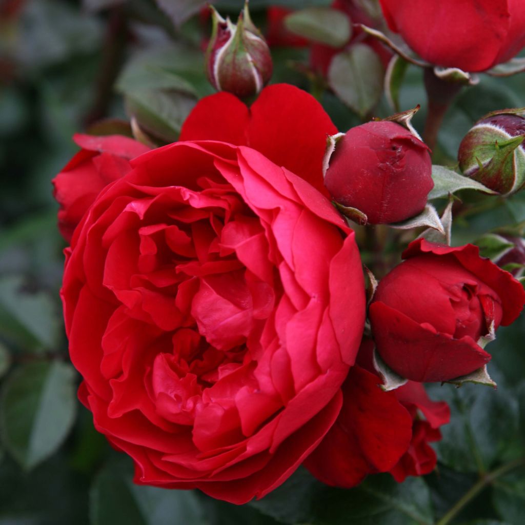 Rosier grimpant Florentina