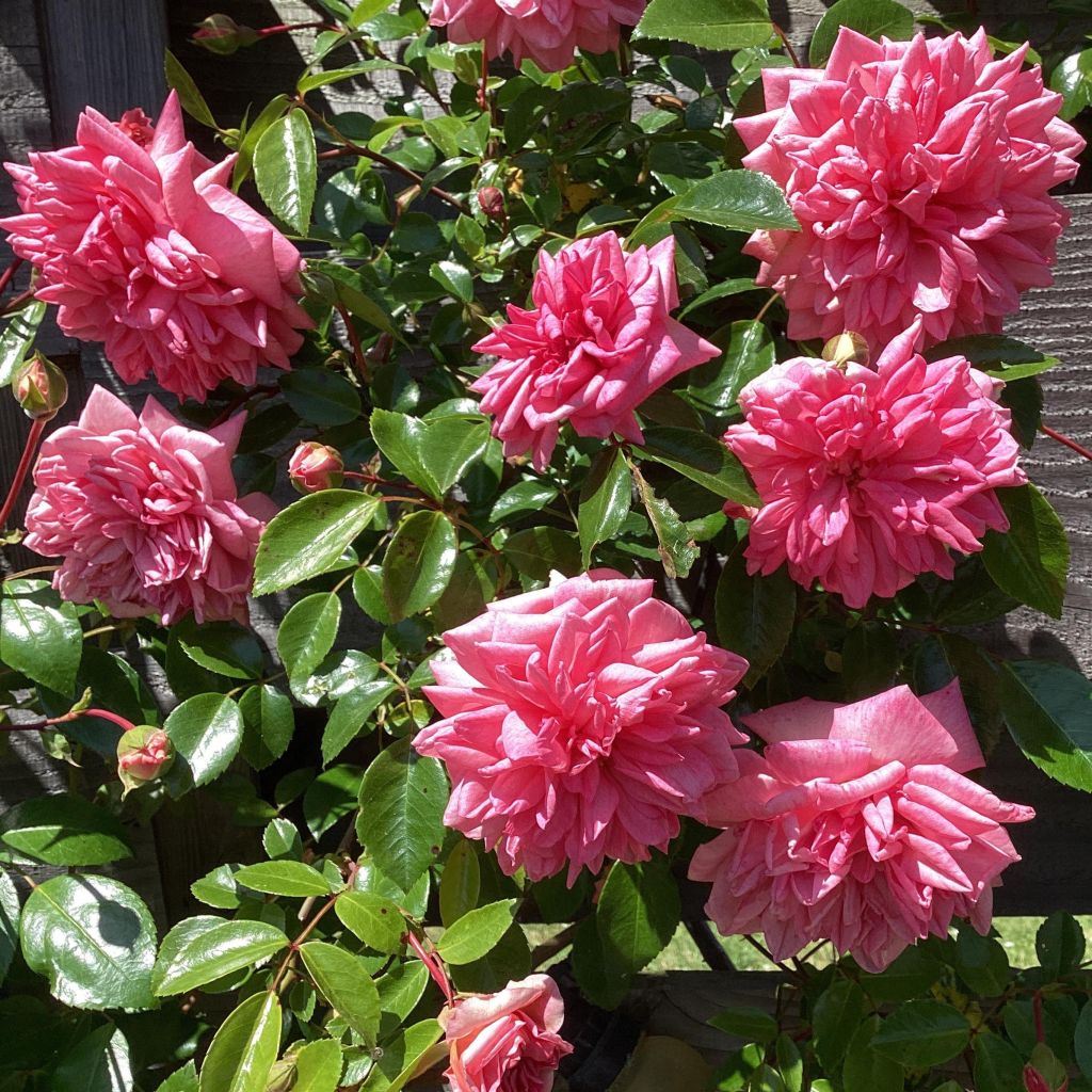 Rosier grimpant Paul Transon