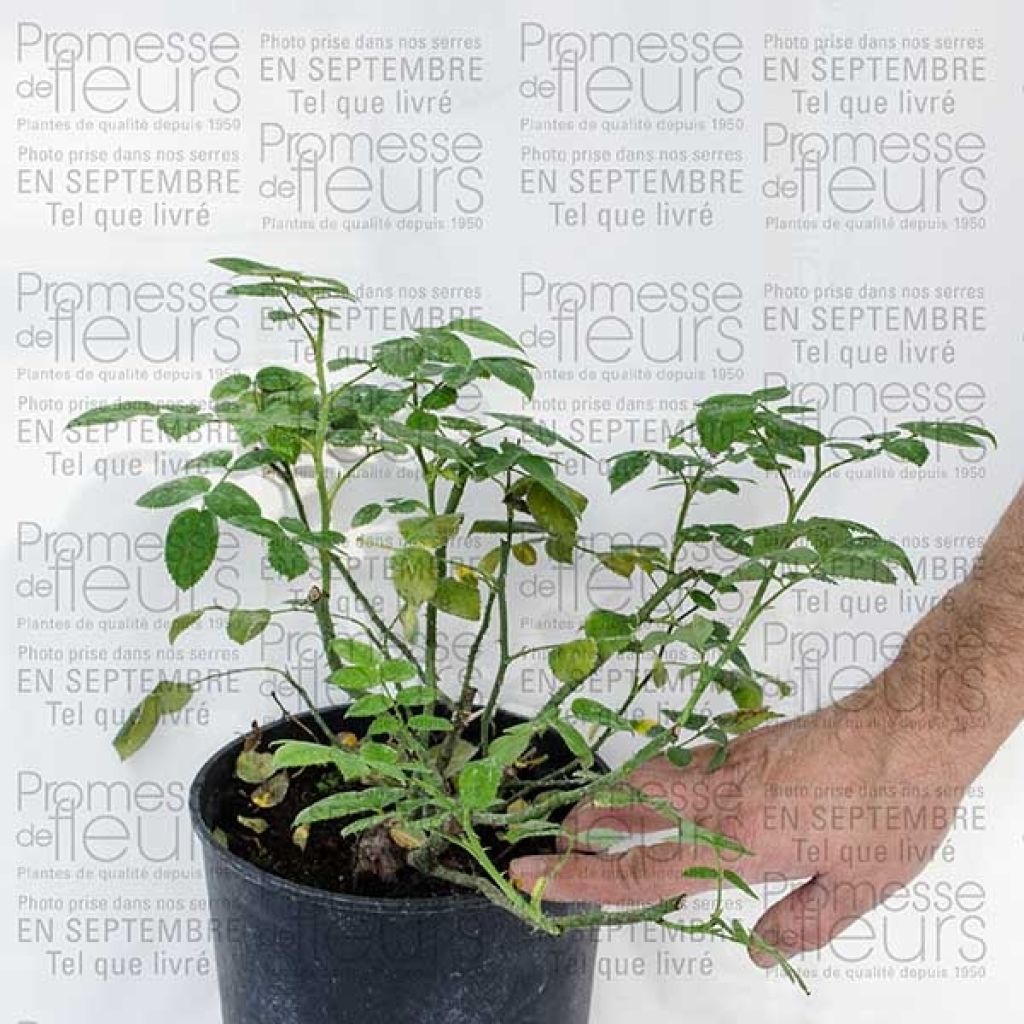 Rosier grimpant Pink Cloud