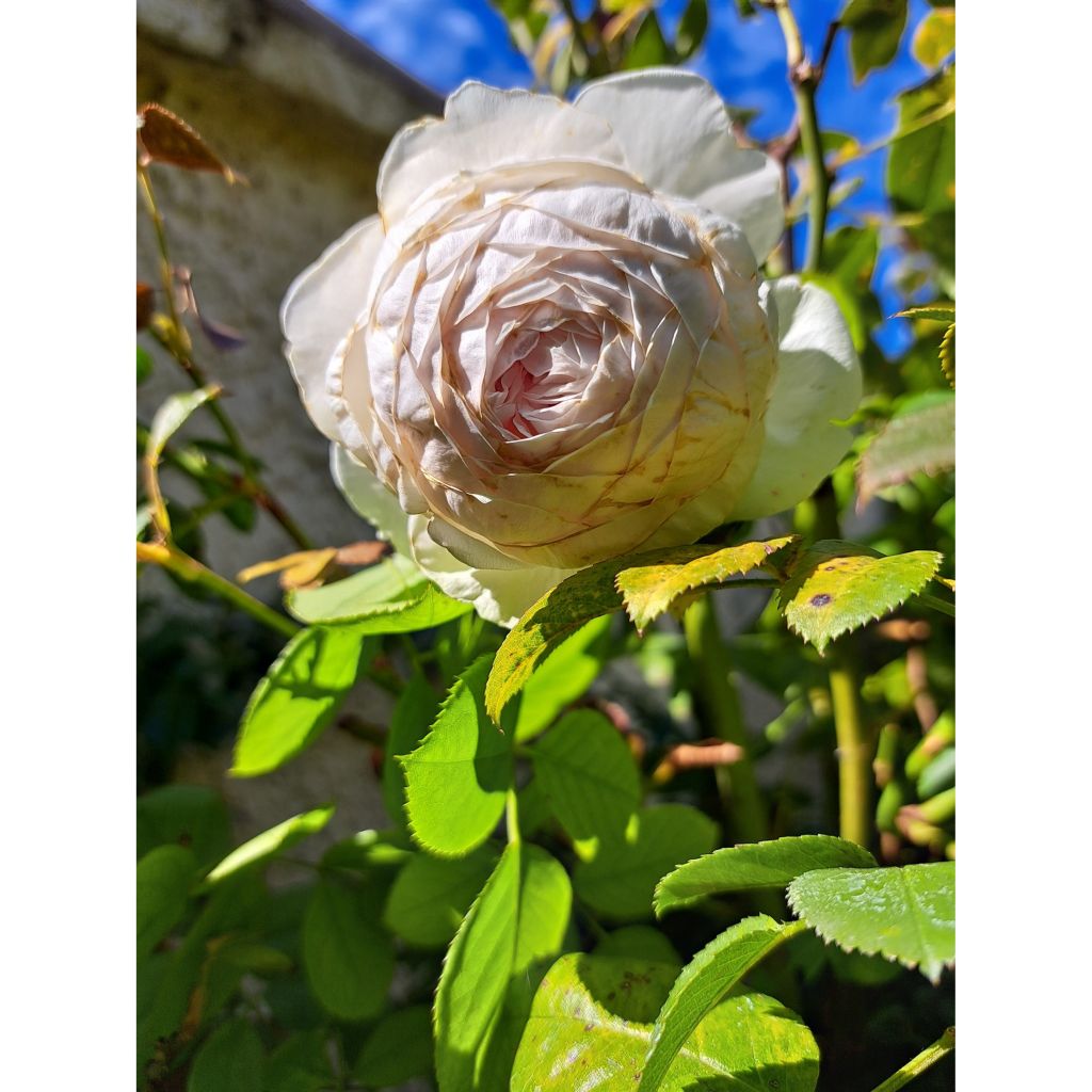 Rosier Parfuma Duchesse Christiana / La Belle Rouet