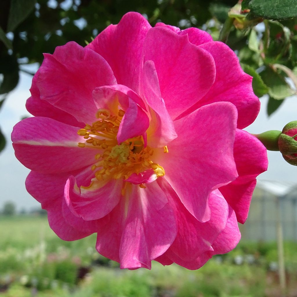 Rosier tige pleureur Magic Meillandecor Meibonrib