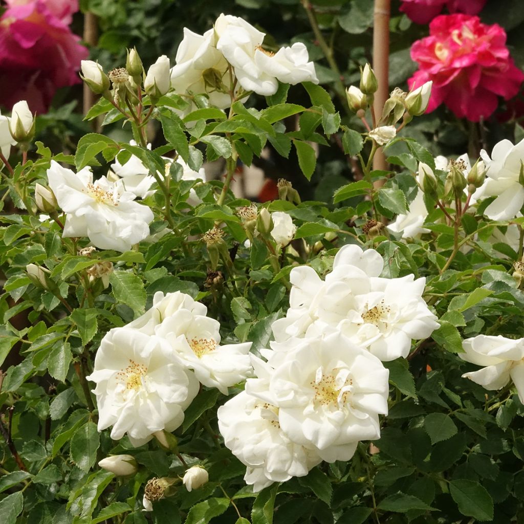 Rosier tige Decorosier Opalia