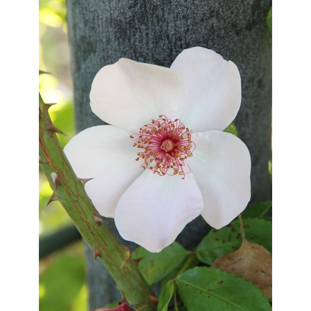 Rosier à fleurs groupées Astronomia