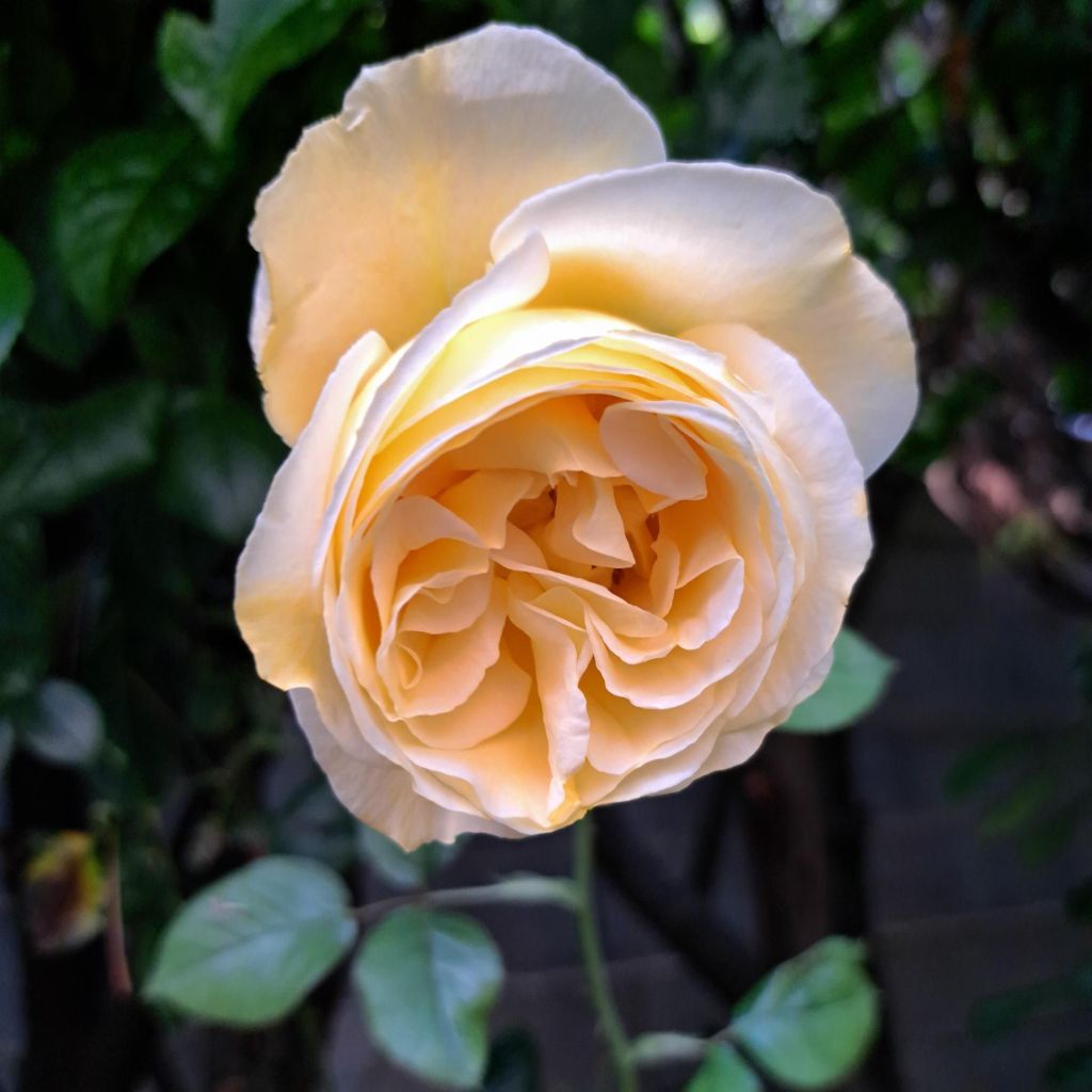 Rosier à grandes fleurs Candlelight