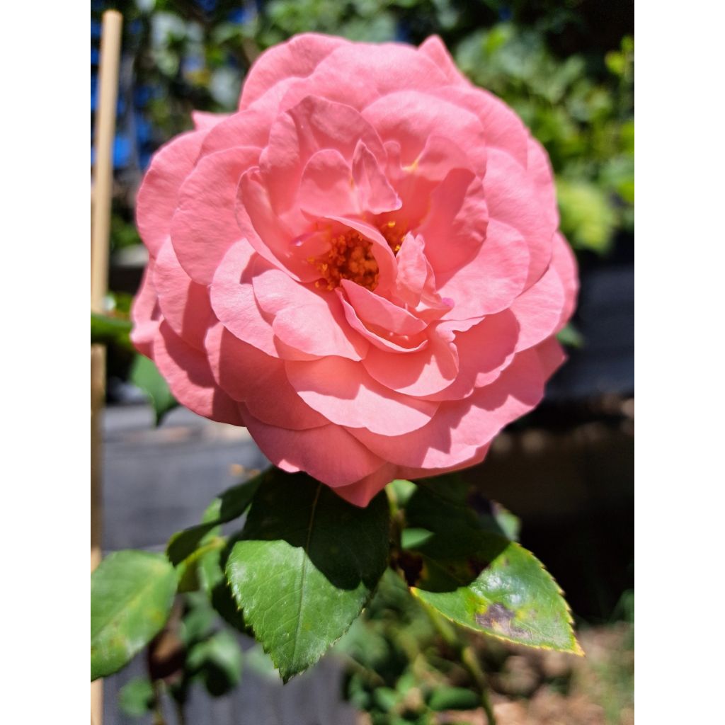 Rosier à grandes fleurs Elaine Paige